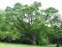 Phellodendron amurense Phellodendron amurense